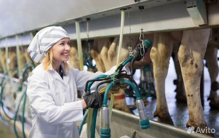 Оператор машинного доения на агрофирму