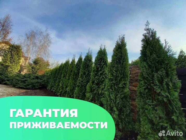 Туя с бесплатной доставкой