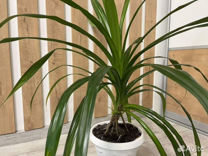 Панданус пальма комнатные цветы