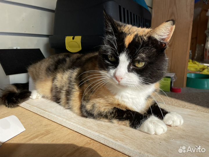 Супер ласковая кошечка ищет дом