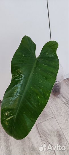 Цветы разные