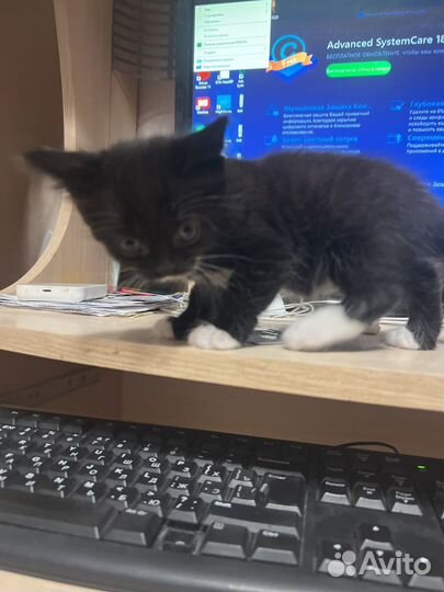 Красивые котята