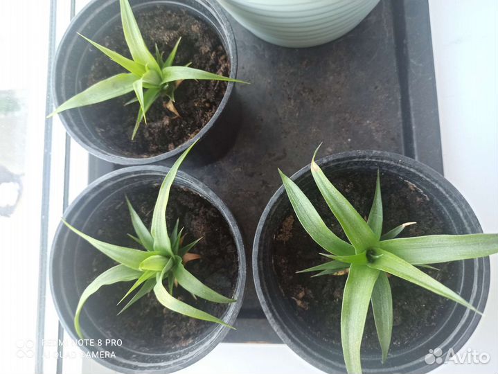 Ананас Беби (мини)