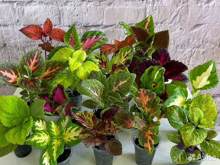 Колеусы рассада, саженцы