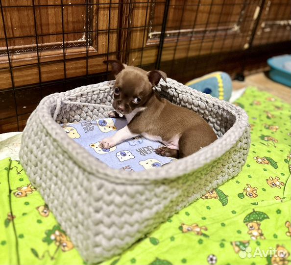 Чишки-мальчишки