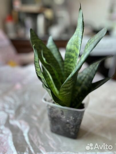 Сансевиерия тещин язык