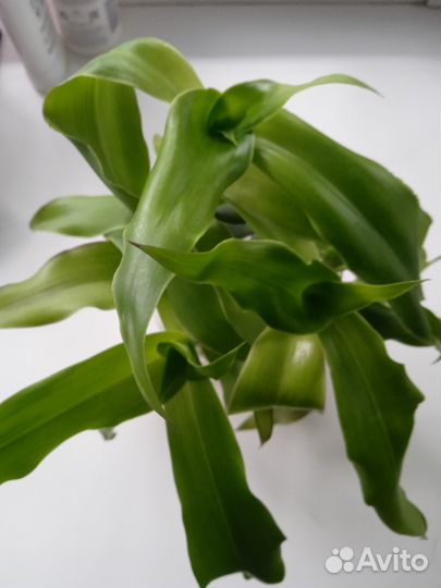 Продам золотой ус