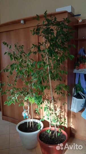 Комнатные растения цветы фикус