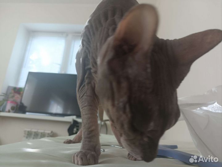 Мродоётся кашак лысый