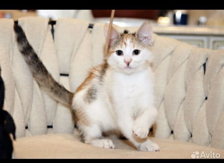 Котята девочки в добрые руки