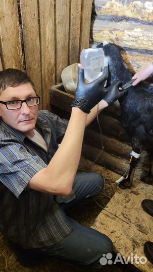 Ветеринарный врач на дом 24/7