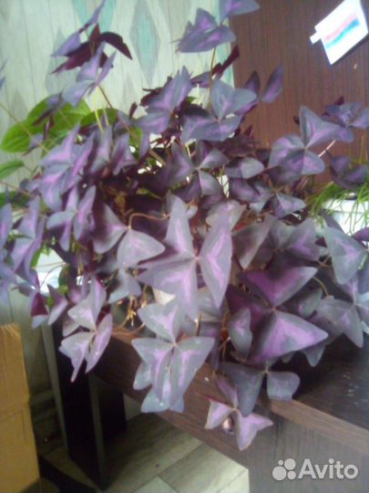 Кислица оксалис, листья бабочки