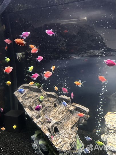 Оранда панда, тернеции, сапфировые попугаи