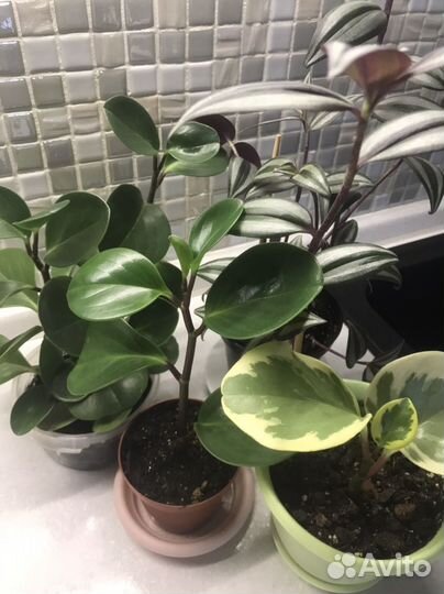 Пиперомии, фикусы