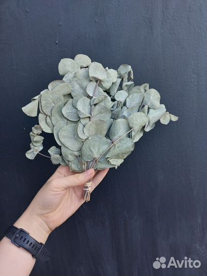 Эвкалипт для бани