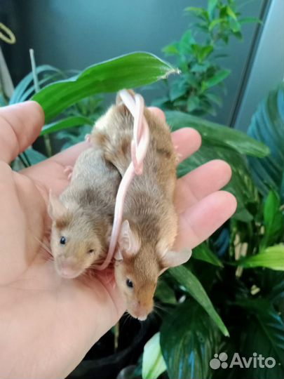 Сатиновые мышки