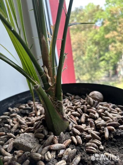 Финиковое дерево