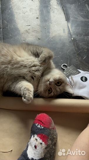 Шотландская кошка
