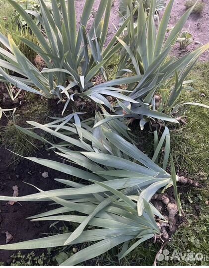 Ирис, лилейник японский(сортовые), лилии