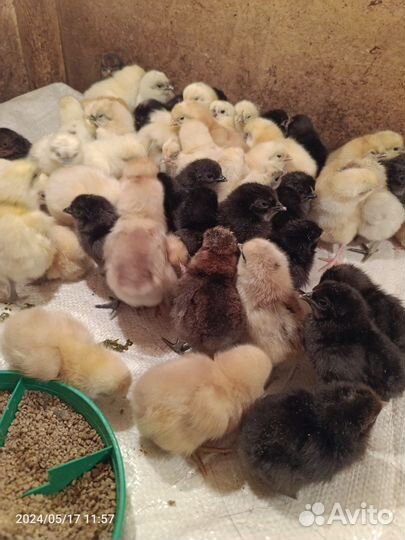 Цыплята домашние микс с цветного яйца
