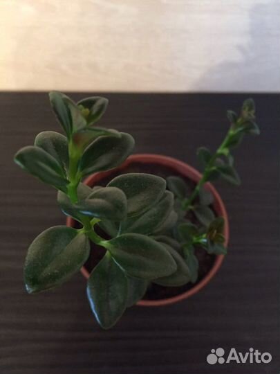 Нематантус