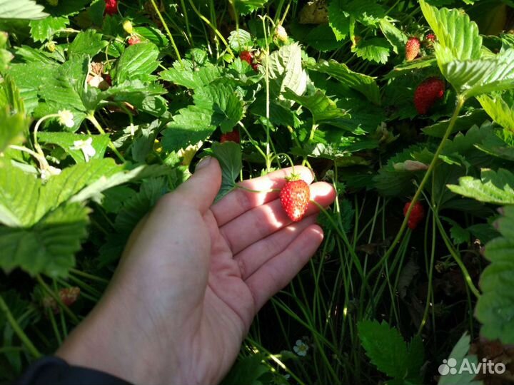 Земляника настоящая Барон Салемахер