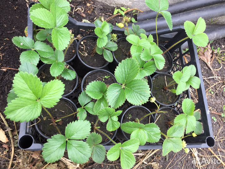 Саженцы земляники