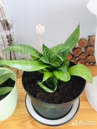 Цветок Сансевиерия