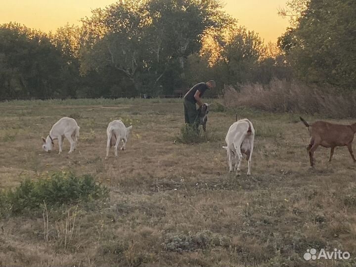 Коза зааненка, нубийка, козёл ламанча