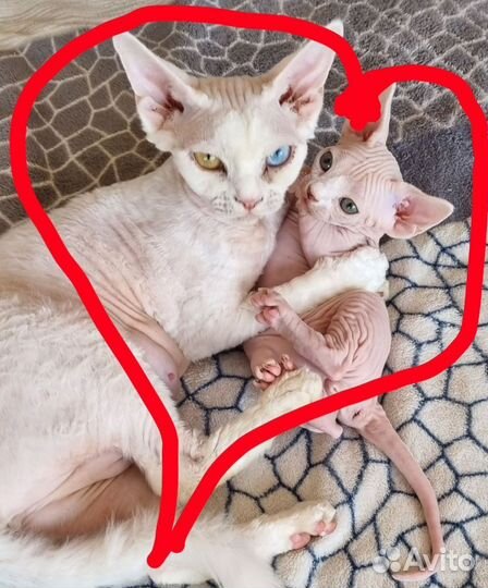 Котик 2 месяца