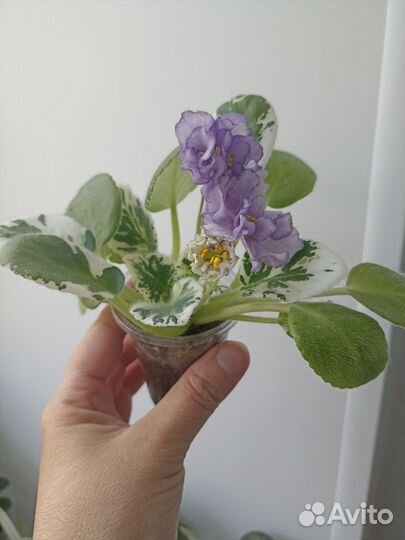 Сортовые фиалки цветущие