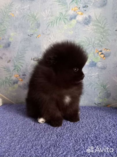 Померанский шпиц кобель вязка