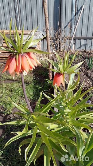 Ирисы бородатые, рябчик