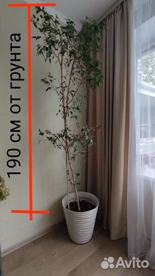 Фикус бенджамина