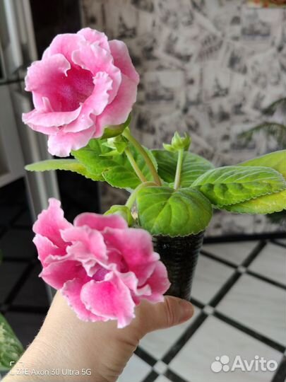 Глоксиния махровая