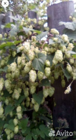 Хмель, саженцы