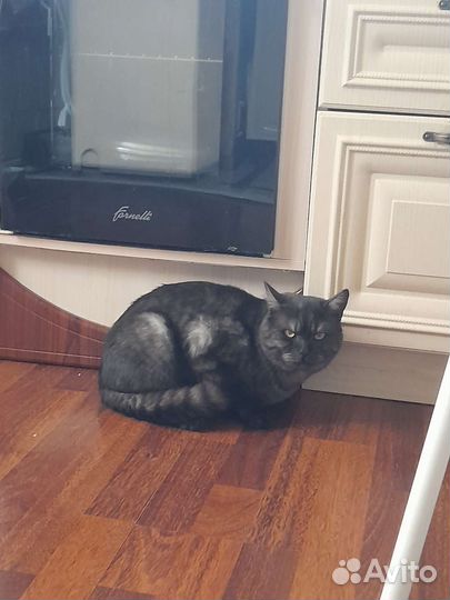 Кот в дар
