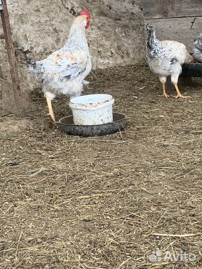 Молодые петушки