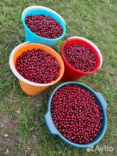 Вишня ягода свежая