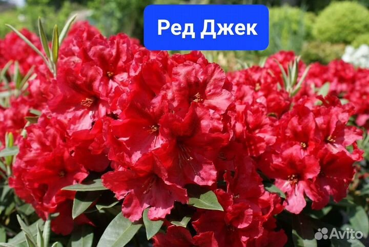 Рододендроны в горшках