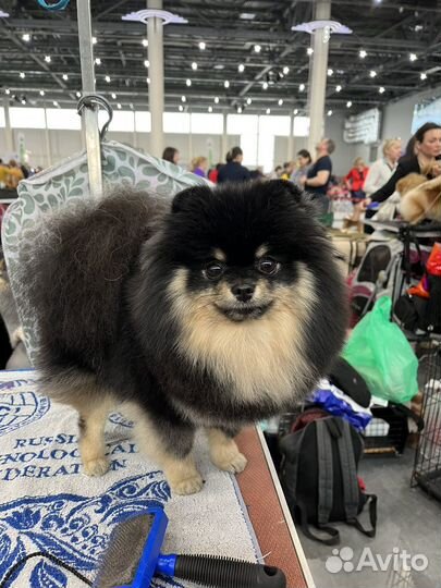 Грумер собак