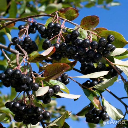 Саженцы черноплодной рябины