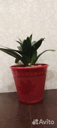 Щучий хвост отростки. Денежное дерево отростки