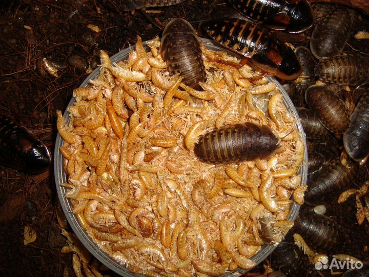 Аргентинские тараканы Blaptica dubia