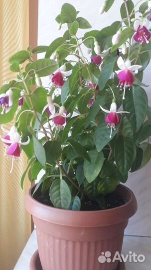 Фуксия кустовая