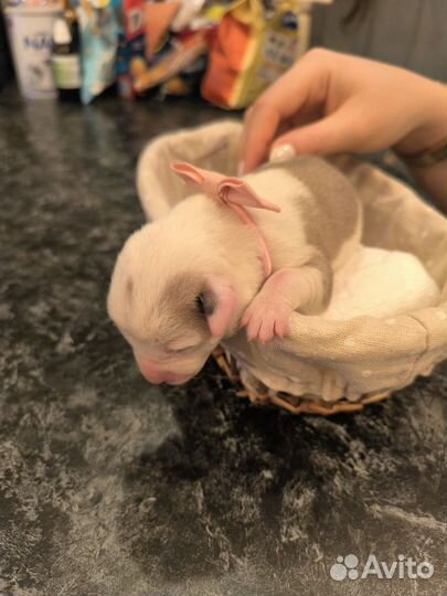 Щенки в добрые руки бесплатно