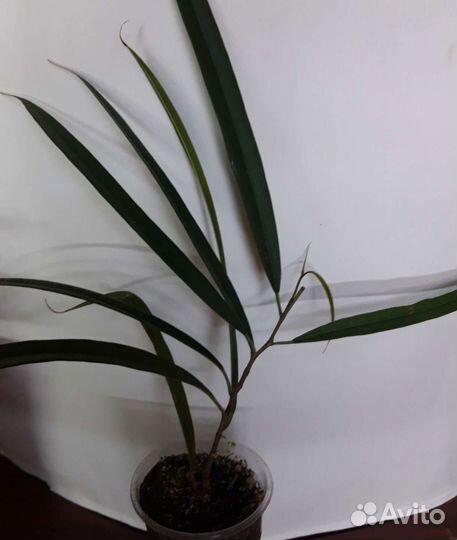 Гемантус, филодендрон, сингониум, кротон, фикус