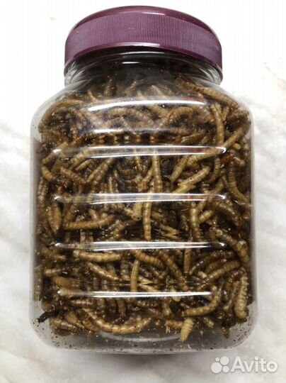 Мучной червь