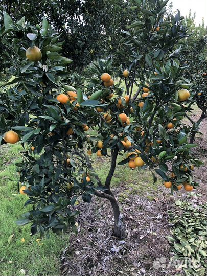 Саженцы мандарина