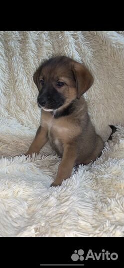 Щенок в добрые руки